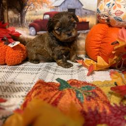 Bodie - Brindle male Shorkie puppy in Atoka, Oklahoma from Boggy Depot Cavaliers & Friends