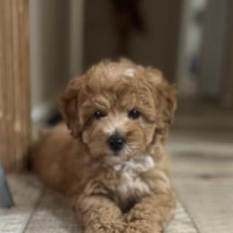 Cavapoo and Poodle Puppies from P&D Palace