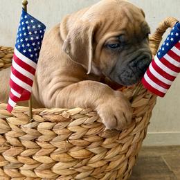 Brow collar - Fawn male Boerboel puppy in Livingston, Texas from Peterbuilt Boerboel