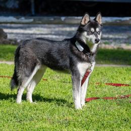 Shadow - Alaskan Klee Kai