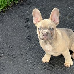 Boy 3 - Fawn and white French Bulldog puppy in Florida from Beyond Blessed Breeding