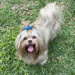 Mia - Shih Tzu
