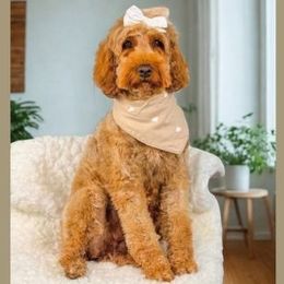 Belle - Goldendoodle