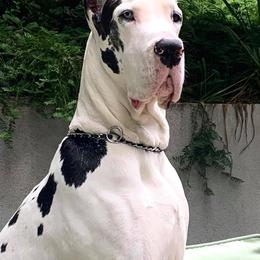 Great Danes from Stardust Danes