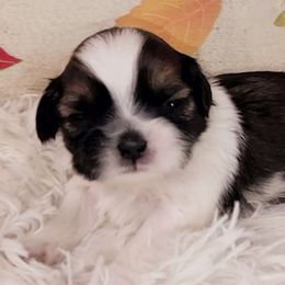 Boy 1 - Shih Tzu puppy from Shih Tzu G-ma