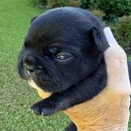 Black male - Black male French Bulldog puppy in Clifton, Texas from Blue Ribbon French Bulldogs