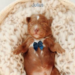 Julius - Red  male Goldendoodle puppy in Rio Linda, California from GoldendoodlePaw