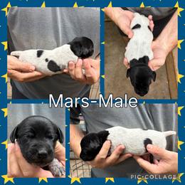 Mars - Black roan male German Shorthaired Pointer puppy in Pierz, Minnesota from RFP Pointers German Shorthaired Pointers