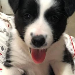Border Collie Puppies from Ridge Kap Border Collies