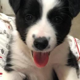 Border Collie Puppies from Ridge Kap Border Collies