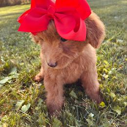 Scarlett - Red  female Goldendoodle puppy in Auburn, Indiana from Martin’s Doodles