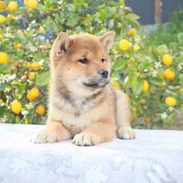 Lily - Red female Shiba Inu puppy in Napa, California from Shinin Shibas