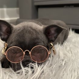 French Bulldog Puppies from French Connection Frenchies