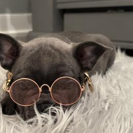 French Bulldog Puppies from French Connection Frenchies