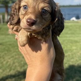 Maple 3500 - Chocolate and cream male Dachshund puppy in Winter Haven, Florida from Dreamwork Dachshunds