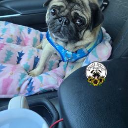 Jasper - Pug
