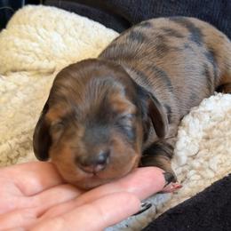 Cena - Red male Dachshund puppy in Tampa, Florida from EntityDachs