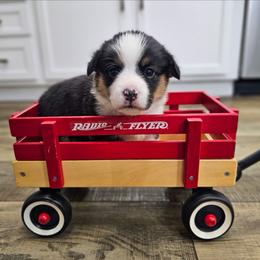 Poppy - Black and tan female American Corgi puppy in Taylorsville, North Carolina from America's Red White and Bluie Corgis