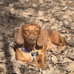 Rosie - Dachshund