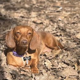 Rosie - Dachshund