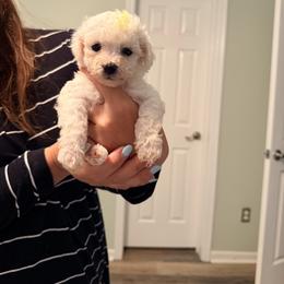 Yellow Girl - White female Bichon Frise puppy in Hampstead, North Carolina from Bichons Of Hampstead