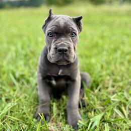 Cane Corso Puppies from Clarkrange Corsos