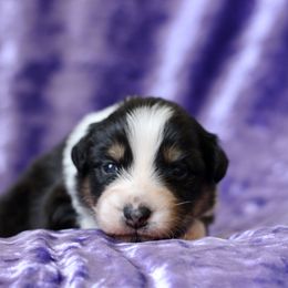 Australian Shepherd Puppies from Mezzo Australian Shepherds