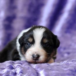 Australian Shepherd Puppies from Mezzo Australian Shepherds