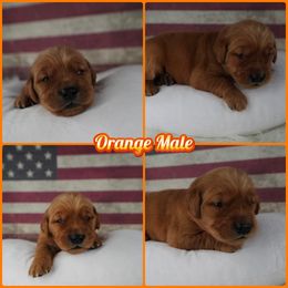 Male pick 2 - Dark golden male Golden Retriever puppy in Harrisburg, North Carolina from Bunn Ranch Goldens & Bernese