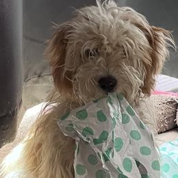 Lucy - Aussiedoodle