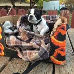 Boston Terrier Puppies from High Plains Bullies