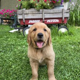 Kendrick - Dark golden male Golden Retriever puppy in Minneapolis, Minnesota from City Goldens