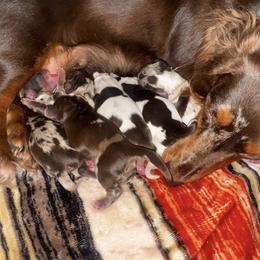 Dachshund Puppies from Signature Sloan - Long Hair Dachshunds