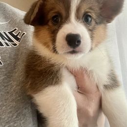 American Corgi and Pembroke Welsh Corgi Puppies from Folly Acres Corgis