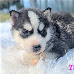 Tillie - Black and white female Siberian Husky puppy in Hebron, Kentucky from Glacier Run Huskies