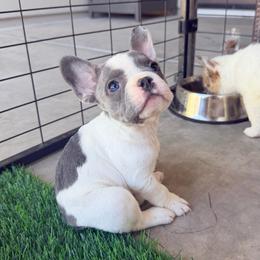 Puddles - Blue female French Bulldog puppy in Peoria, Arizona from A Quality French Bulldogs AZ
