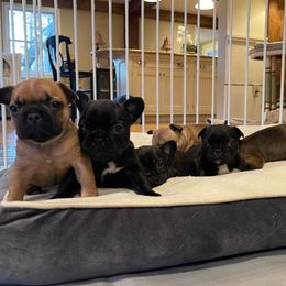 French Bulldogs from Chen French Bulldogs