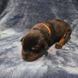 Orange - Black and rust male Beauceron puppy in Batavia, New York from Oakland Beaucerons