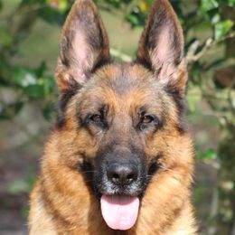 Vanya - German Shepherd