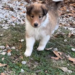 Dancer - Sable and white male Collie puppy in Carencro, Louisiana from Cajun Bayou's Collies LLC