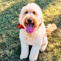 Opal - Goldendoodle