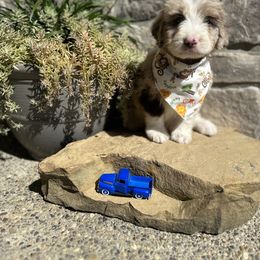 Aussiedoodle and Bernedoodle Puppies from Hickory Hideaway Doodles