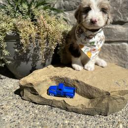 Aussiedoodle and Bernedoodle Puppies from Hickory Hideaway Doodles