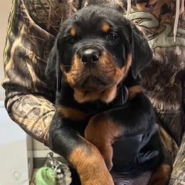 Rottweilers from House of Blu