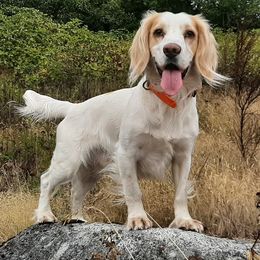 English Cocker Spaniels from Shuksan Field-bred English Cocker Spaniels