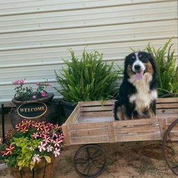 Australian Shepherds from TK Kennels