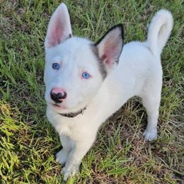 Black Collar - Black and white male Siberian Husky puppy in Lake Arthur, Louisiana from Gingers Husky Mansion