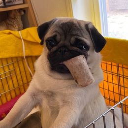 Paulina - Pug