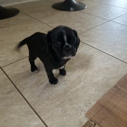Diva - Black female Pug puppy in Indian Trail, North Carolina from Love Pugs