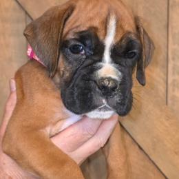 Riley - Fawn female Boxer puppy in Upper Sandusky, Ohio from Cornish Canines
